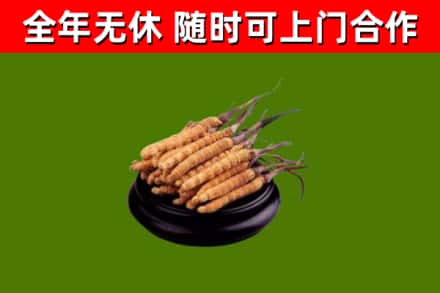 襄州区回收冬虫夏草