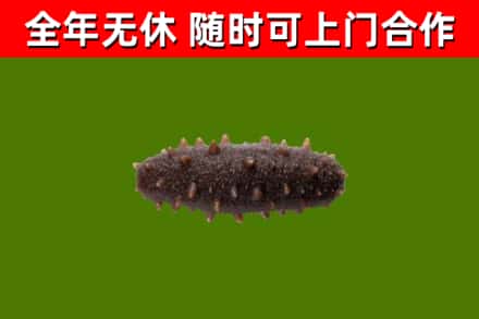 襄州区回收海参干